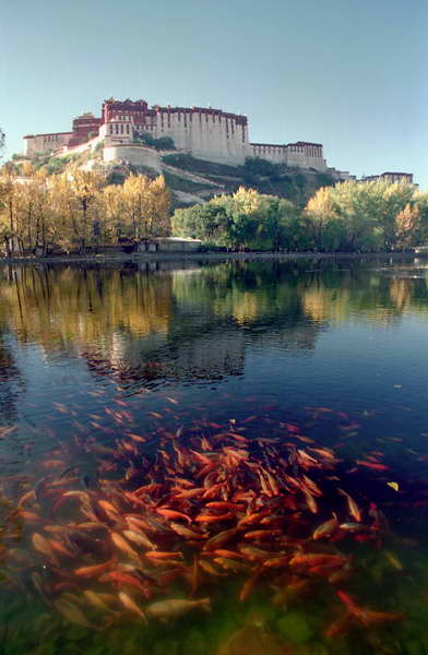 西藏 拉萨  布达拉宫
